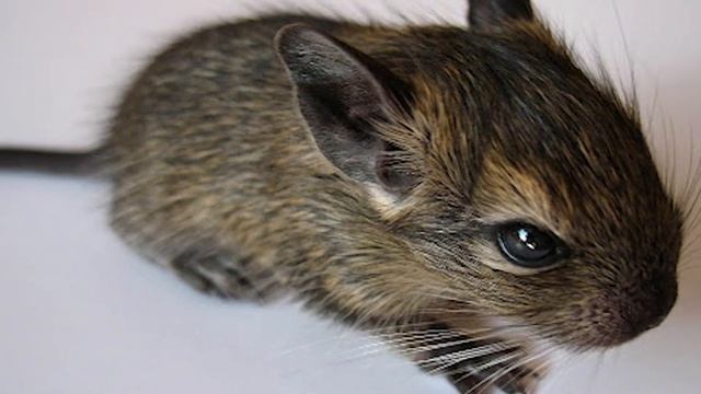 БЕЛКА ДЕГУ! Активный домашний питомец! Как ухаживать за белкой. Всё об уходе. смотреть онлайн