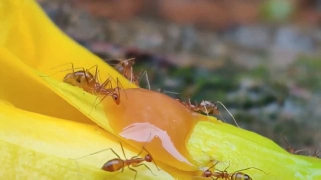 Я НЕ МОГ ПОВЕРИТЬ ДЕШЕВО И ЛЕГКО избавила от тли и муравьев, и они навсегда покинули участок. смотреть онлайн