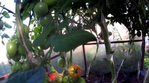 СОЗРЕЛИ РАННИЕ ТОМАТЫ. СОРТА ТОМАТОВ И УХОД.