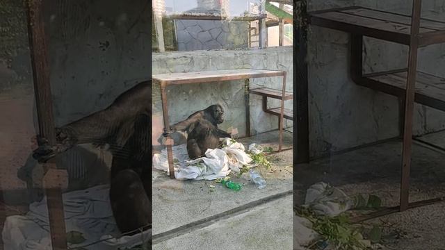 Обезьяний дзен смотреть онлайн