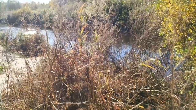 Место для шашлыка, кормления уток , детские площадки ,скейтпарк и скалодром для детей. смотреть онлайн