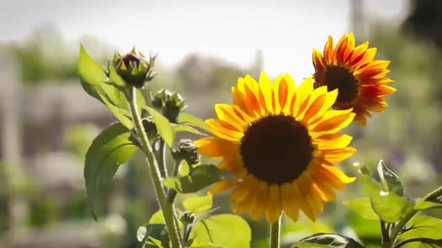 Как мы вырастили урожай с помощью новых изобретений