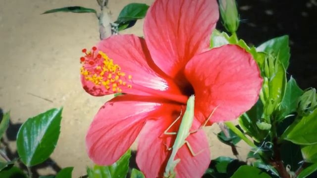 Живая зеленая палочка смотреть онлайн