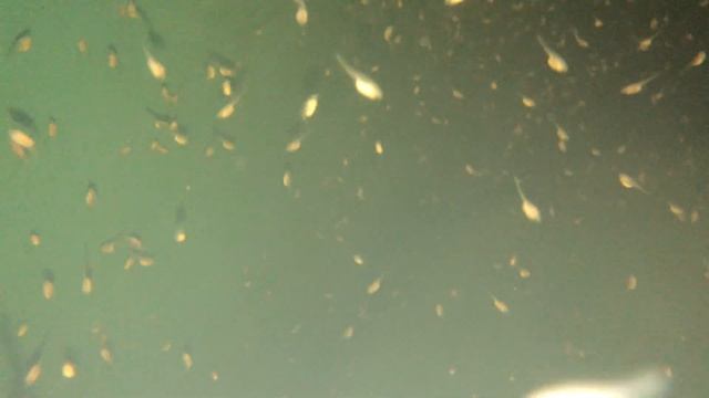 Первые партии предличинок русского осетра и белуги смотреть онлайн