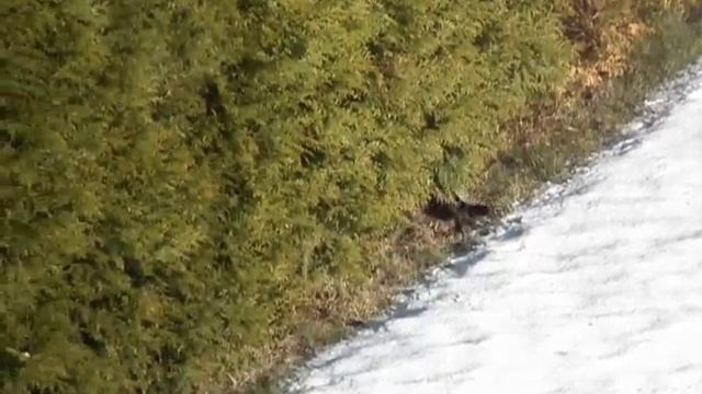 Olympus SP-570 UZ - 20x Zoom смотреть онлайн