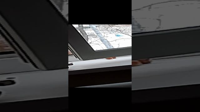 Белка пришла