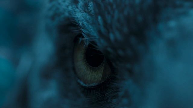 Дромеозавр