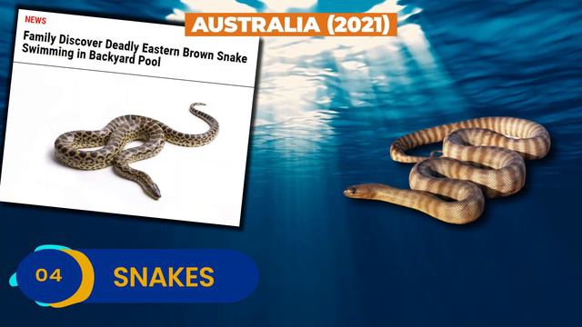 8 Animals That Invaded Swimming Pools смотреть онлайн
