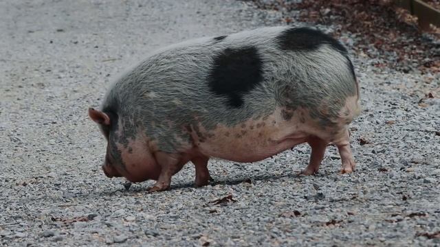 A Pig & A Farmer Do Blanco Brown's Git Up Challenge смотреть онлайн