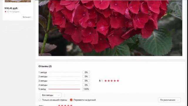 Гортензия Red Wonder крупнолистная смотреть онлайн