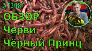 АТ398 черви Чёрный принц презентация