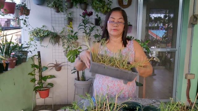 Vietnam Rose Hang In Pot With A Style/design @ Passion At60