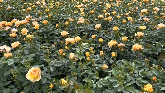 Hansestadt Rostock - Rose Des Jahres 2020