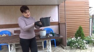 Посадка гиацинтов  осенью в горшок на цветение  Все шаг за шагом