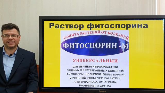 Как правильно высадить рассаду томатов
