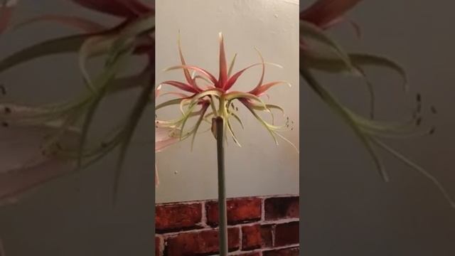 HIPPEASTRUM CHICO CYBISTER/ Amarilis/Azucenas/Amaryllis/ Lirios/Arañas смотреть онлайн