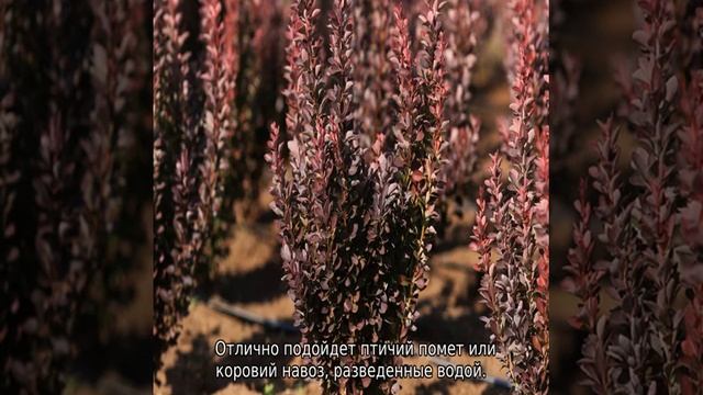 Барбарис Тунберга Ред Рокет смотреть онлайн