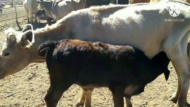 VACAS DE CRIADERO"" en el rancho de don Jesús perez смотреть онлайн