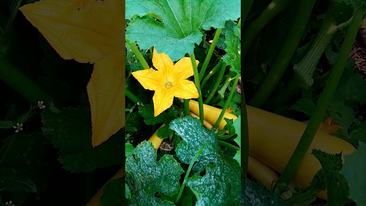 Золотая солома для кур. смотреть онлайн