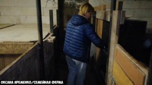 Бюджетное кормление свиней / Кормление свиней зерном