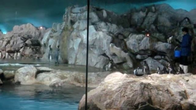 Sony Cybershot DSC T700 Sample Video - Singapore Penguins смотреть онлайн