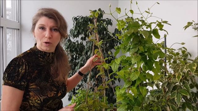 Клематисы в контейнерах 2 группы обрезки. Зимуем в доме! Январь, часть 2 смотреть онлайн