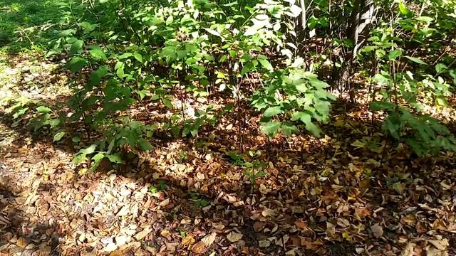 День в сентябре