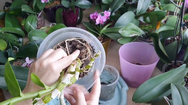 Орхидея Дендробиум Нобиле. Пересадка в больший горшок смотреть онлайн