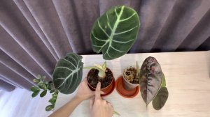 СЕКРЕТЫ выращивания алоказий. Цветение алоказий опасно ли это?