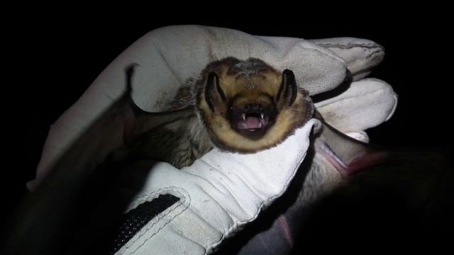 Hoary Bat (Lasiurus cinereus) смотреть онлайн