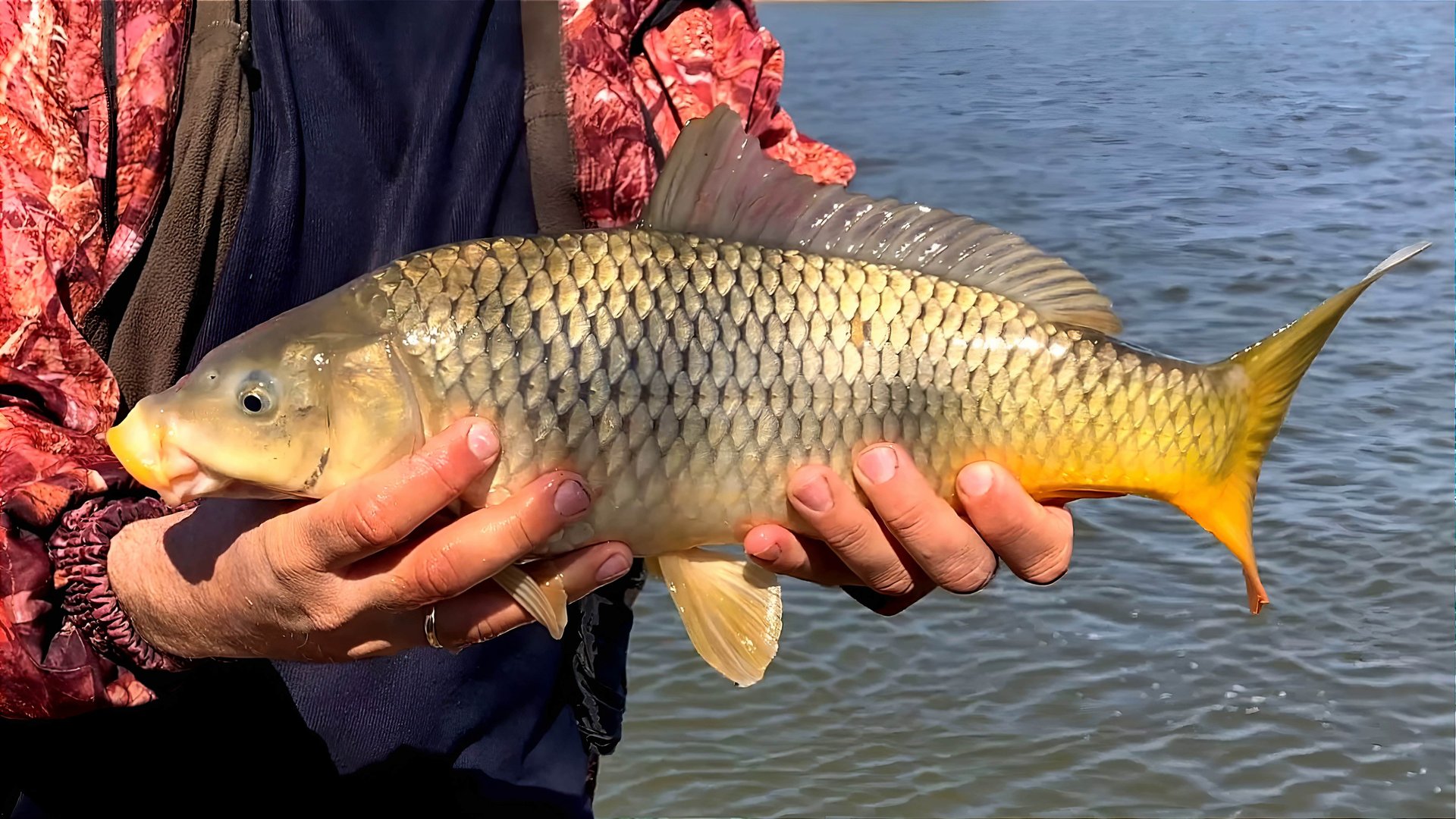 ОЧЕНЬ ПРОДУКТИВНАЯ РЫБАЛКА НА ДОНКИ! САЗАН, СОМ, БЕРШ, КАРАСЬ И ДРУГАЯ РЫБА. Рыбалка в погранзоне. смотреть онлайн