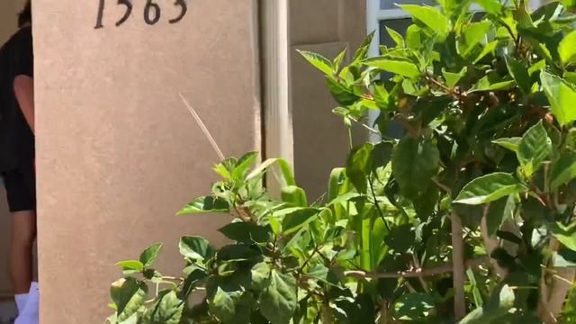 Stealth Antenna Rooftop/line Install (MFJ-2010) For 40/20/10/6m