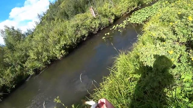 Речушка в Дичайшей Тайге/ Забрели в ДИКИЕ Места и Наловили по КАНУ Хариуса!!! смотреть онлайн