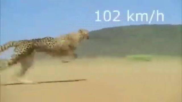 гепард развивает скорость 102km/h смотреть онлайн