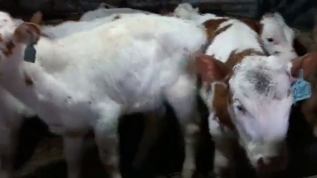 бычки сементалы от 1 месяцев до 4 месяцев продажа 89021269981.вацап вайбер смотреть онлайн