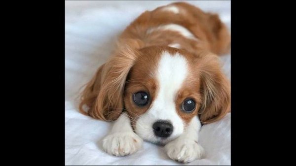 Куда пропали звёзды. №197