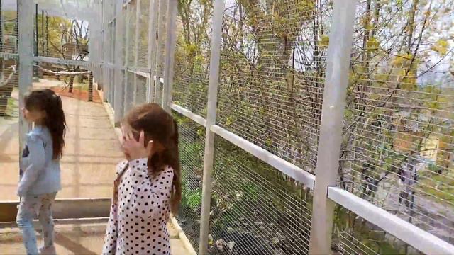 Сто шестнадцатое видео на Ютубе. Hof и его зоопарк. смотреть онлайн