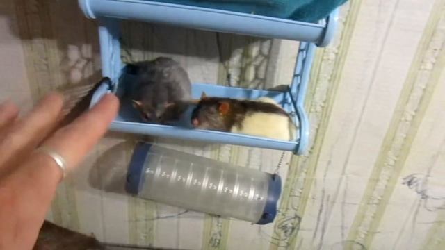 Крысы, и как ЭТО понимать? (Fancy Rats | Декоративные крысы) смотреть онлайн
