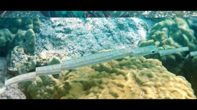 НЕОБЫЧНЫЕ МОРСКИЕ ОБИТАТЕЛИ смотреть онлайн