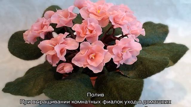 Фиалка — уход в домашних условиях за цветком смотреть онлайн