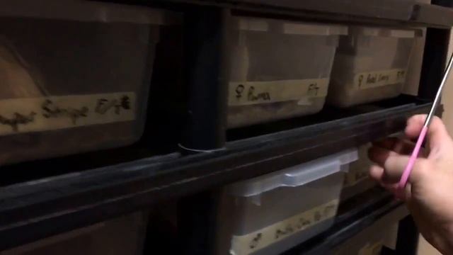 2016 Ball Python Hatchling Feeding Video (The Missing Clip) смотреть онлайн