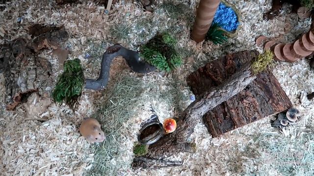 Kashi's New Hamster Cage Setup (Recreated Rainforest) смотреть онлайн
