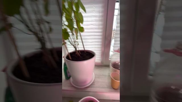 Как вырастить маракую из косточки. Методы проб и ошибок. смотреть онлайн