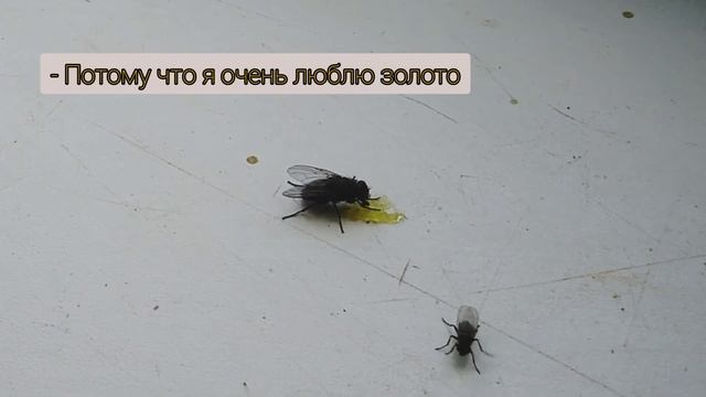 Муха села на золото. Версия 2. Весёлая история про муху и её сына ?? смотреть онлайн