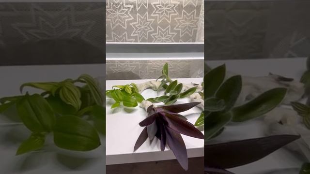 Традесканция? смотреть онлайн