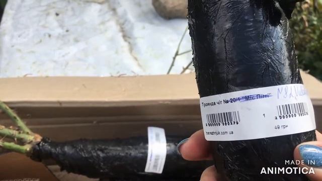 #дача Розы возвращаются в мой сад. Новые Дачные Хроники. Эпизод 8. смотреть онлайн