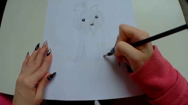 Cómo dibujar un perro Yorkshire terrier/How to draw Yorkshire terrier/Рисуем йоркширского терьера смотреть онлайн