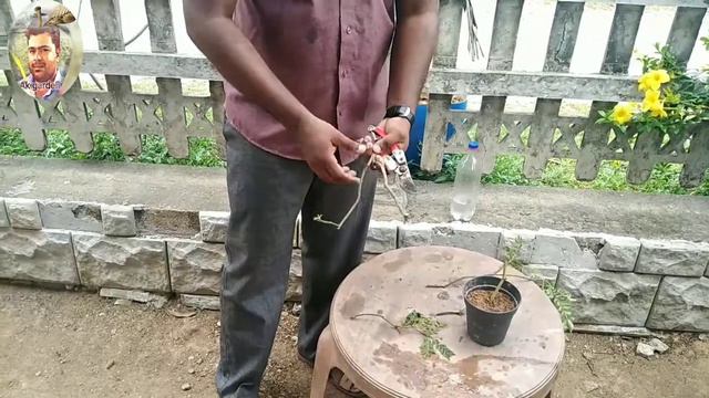 ගුනාත්මක කරපිංචා වගාව ## quality curry leaves cultivation ## published 30 april 2020 Ak garden ### смотреть онлайн
