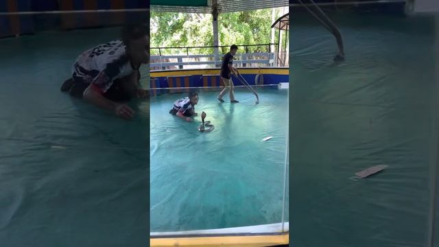 Сиамская кобра. Пхукет. смотреть онлайн