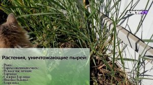 РАСТЕНИЯ УНИЧТОЖАЮЩИЕ ПЫРЕЙ - Как Вывести Пырей с Огорода Навсегда